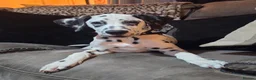 Dalmatian dogs for sale: Dalmatian  in Reading - Advert 3
