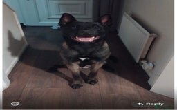 Belgian Shepherd Dog dogs for stud: Belgian Malinois x American Akita for Stud - Image 2