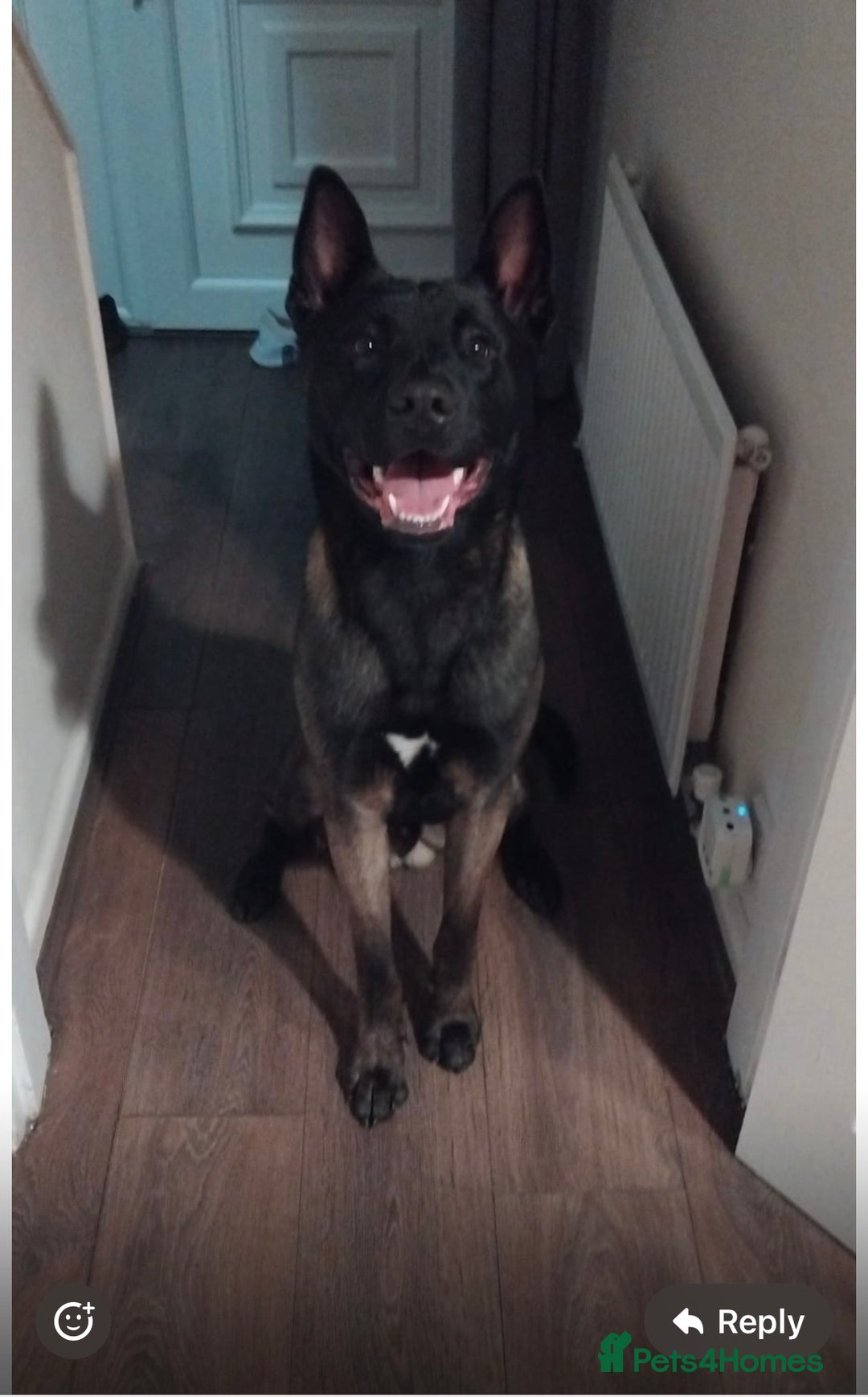 Belgian Shepherd Dog dogs for stud: Belgian Malinois x American Akita for Stud - Image 2