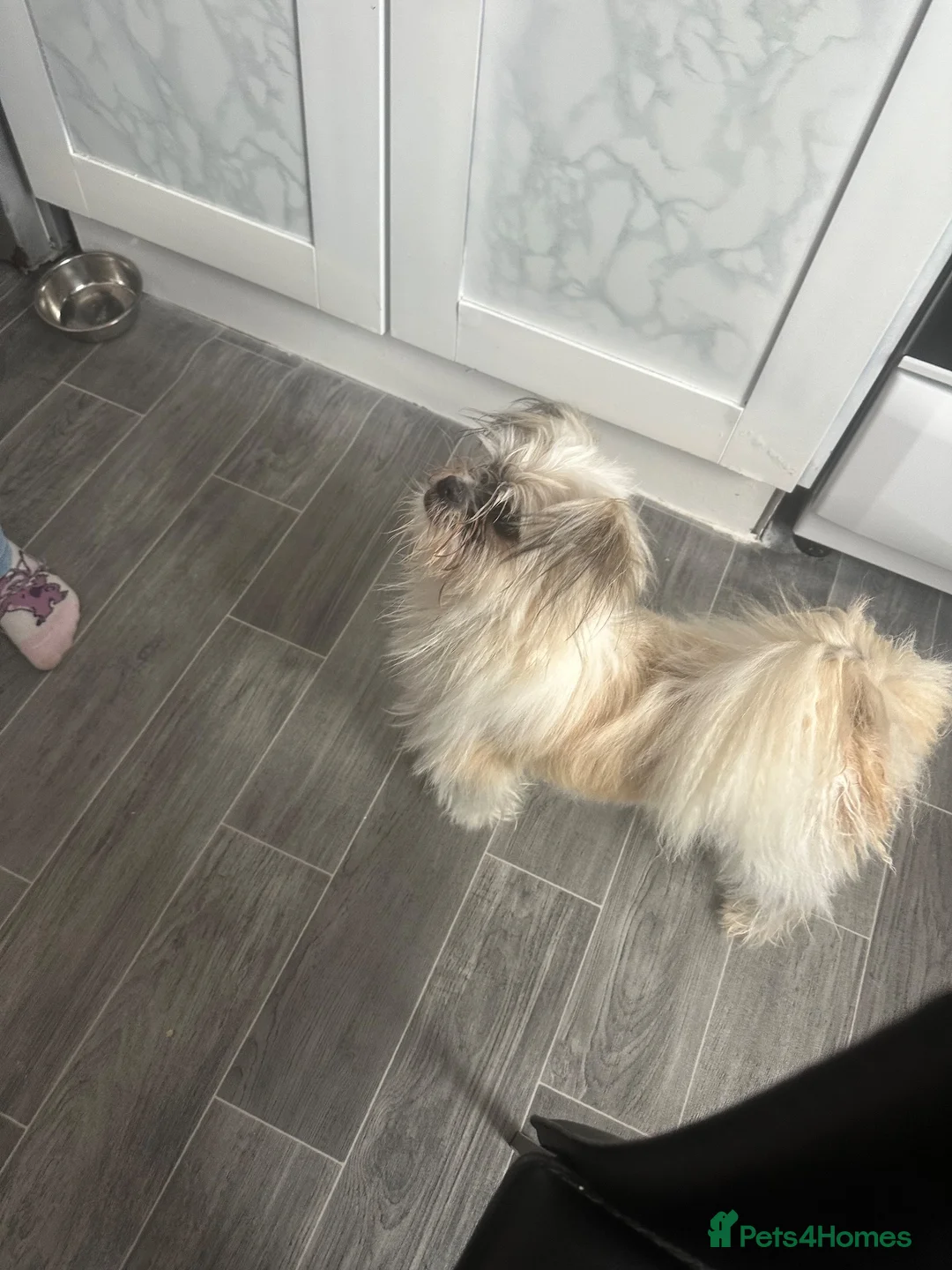 Shih Tzu dogs for sale: Props - Advert 2