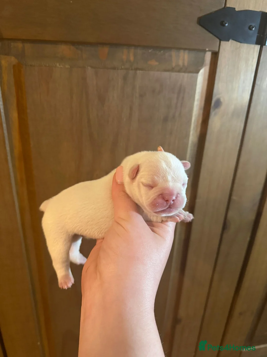 French Bulldog dogs for sale: Gorgeous French Bulldog Puppies♡ in Telford - Advert 10