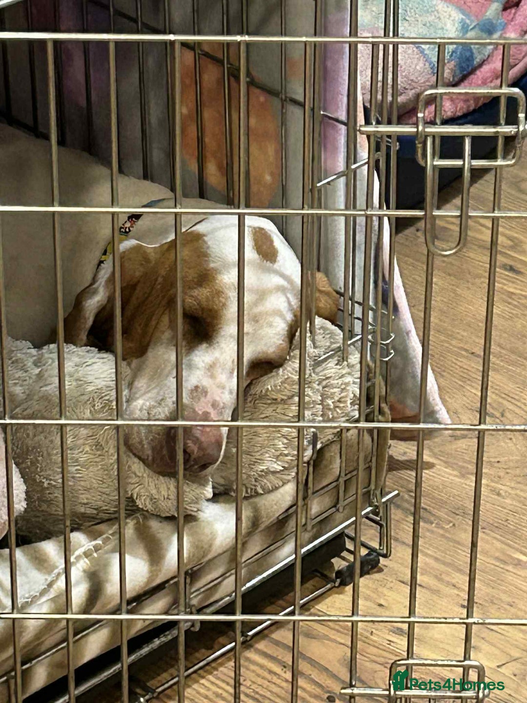 Mixed Breed dogs for adoption: Rocky - handsome Sabueso Hound for adoption - Advert 6