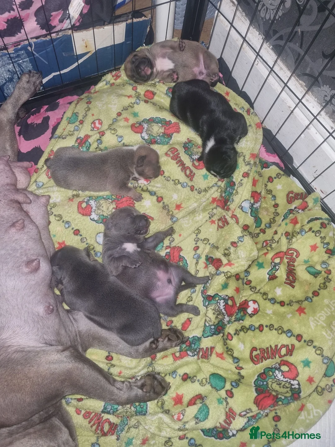 Mixed Breed dogs for sale: 💜💙Frenchyxpocketbully💜💙 - Advert 2