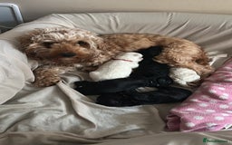 Cockapoo dogs for sale: Beautiful F1B cockapoo puppies READY TO GO - Image 13