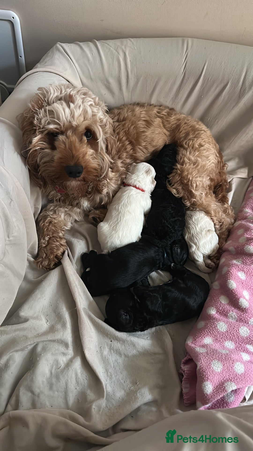 Cockapoo dogs for sale: Beautiful F1B cockapoo puppies READY TO GO - Image 13