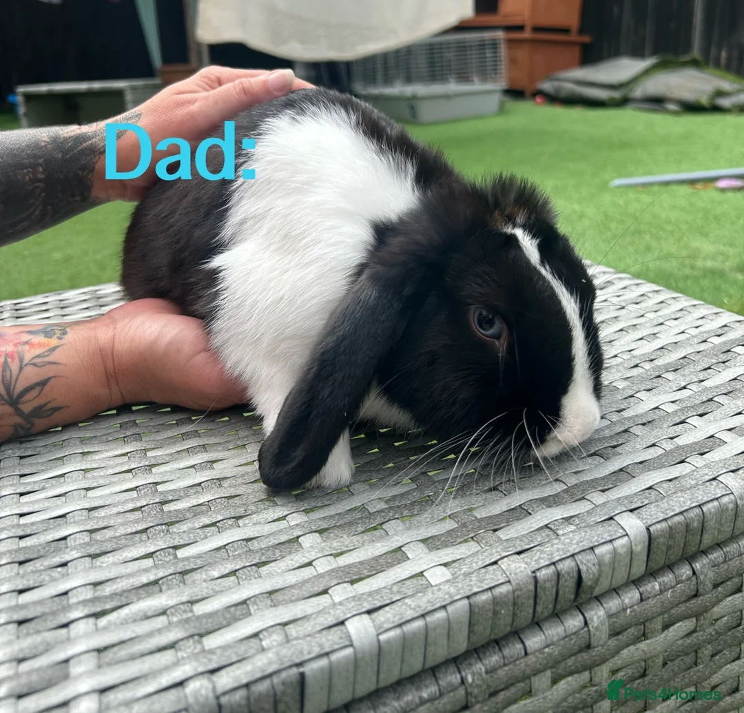 Mini Lion Lop rabbits for sale: Mini Lion Lop baby bunnies For Sale - Advert 19