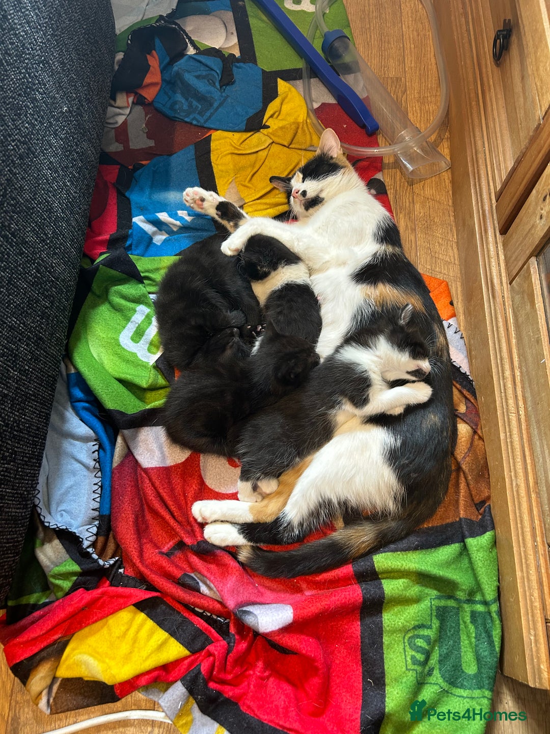 Mixed Breed cats for sale: 3 mixed breed kittens - Image 6