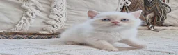 Persian cats for sale: Persian x bsh - Advert 12