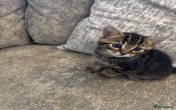 Mixed Breed cats for sale: Kittens for sale  - Image 4