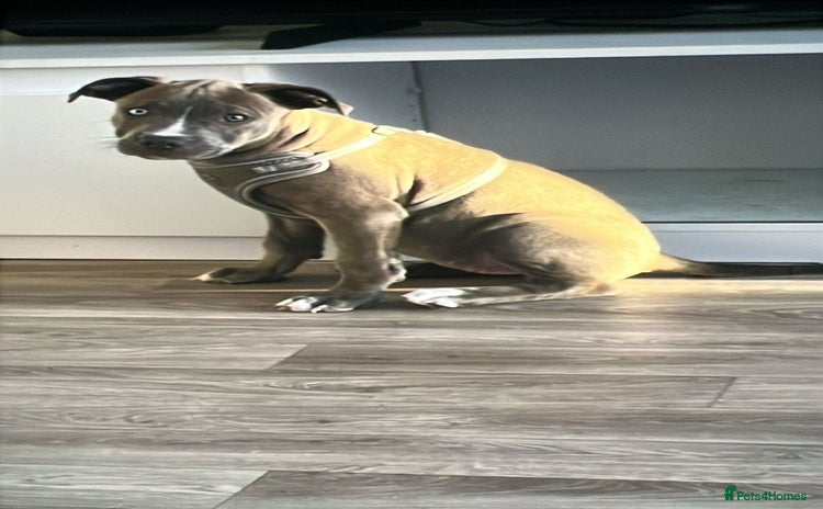 Mixed Breed dogs - Advert 10