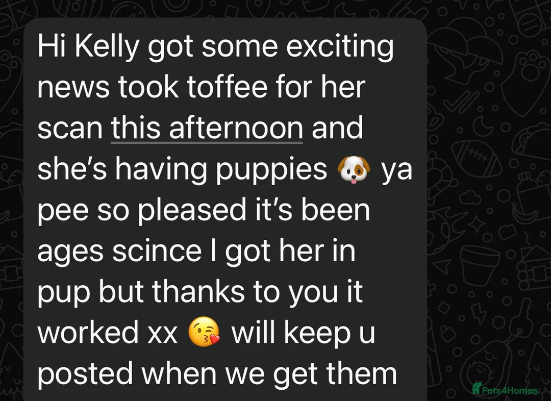 Toy Poodle dogs for stud: Health tested KC chocolate toy poodle stud in Stevenage - Advert 36