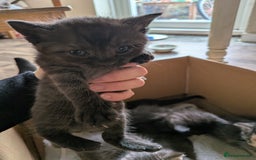 Domestic Shorthair cats for sale: Tabby and black kittens  - Image 15