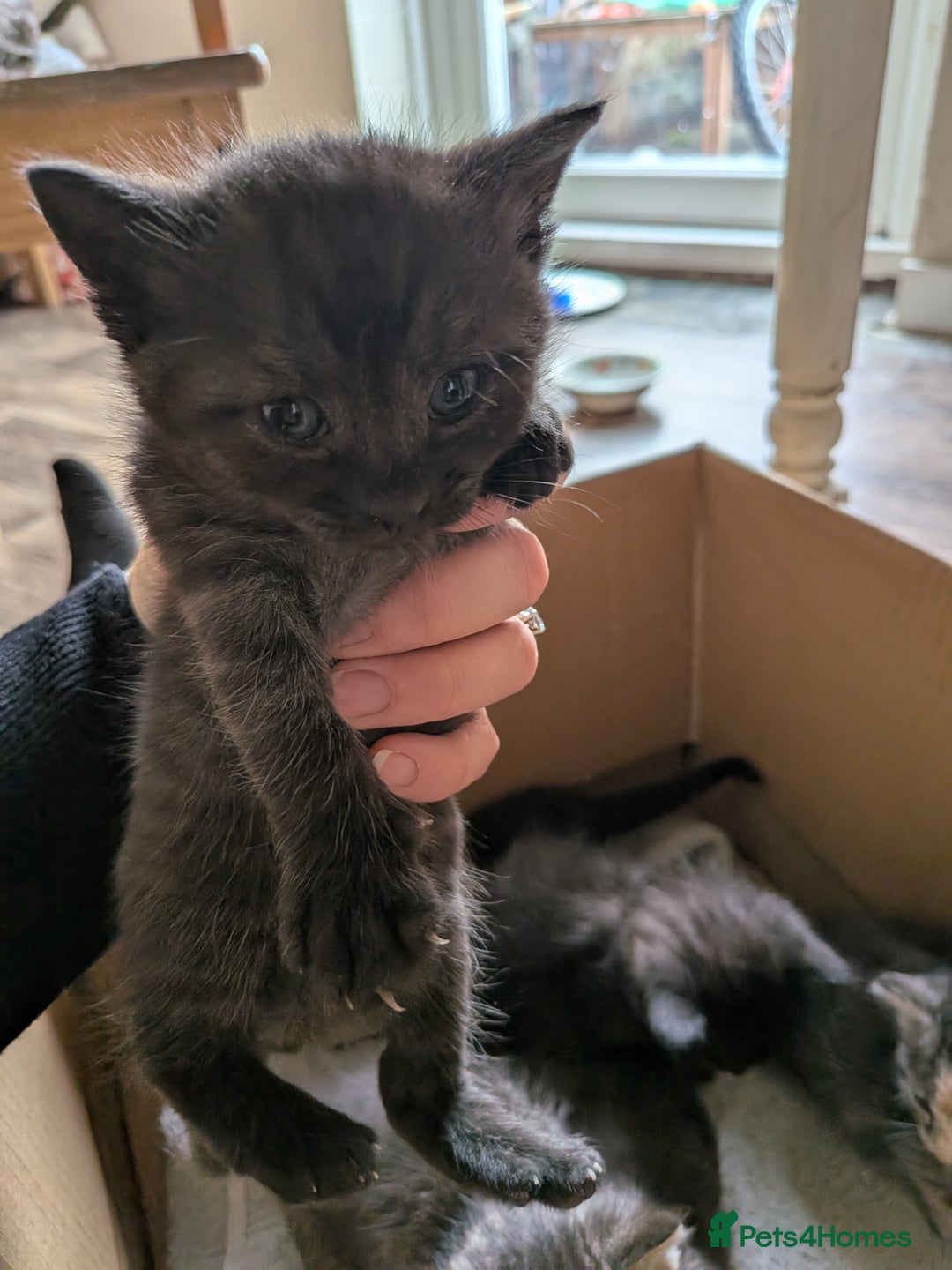 Domestic Shorthair cats for sale: Tabby and black kittens  - Image 15