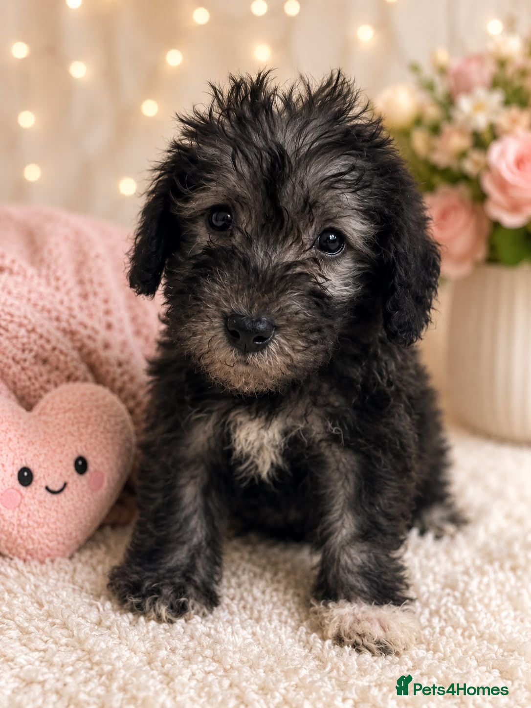 Bedlington Terrier dogs Silver bedlington - Advert 1