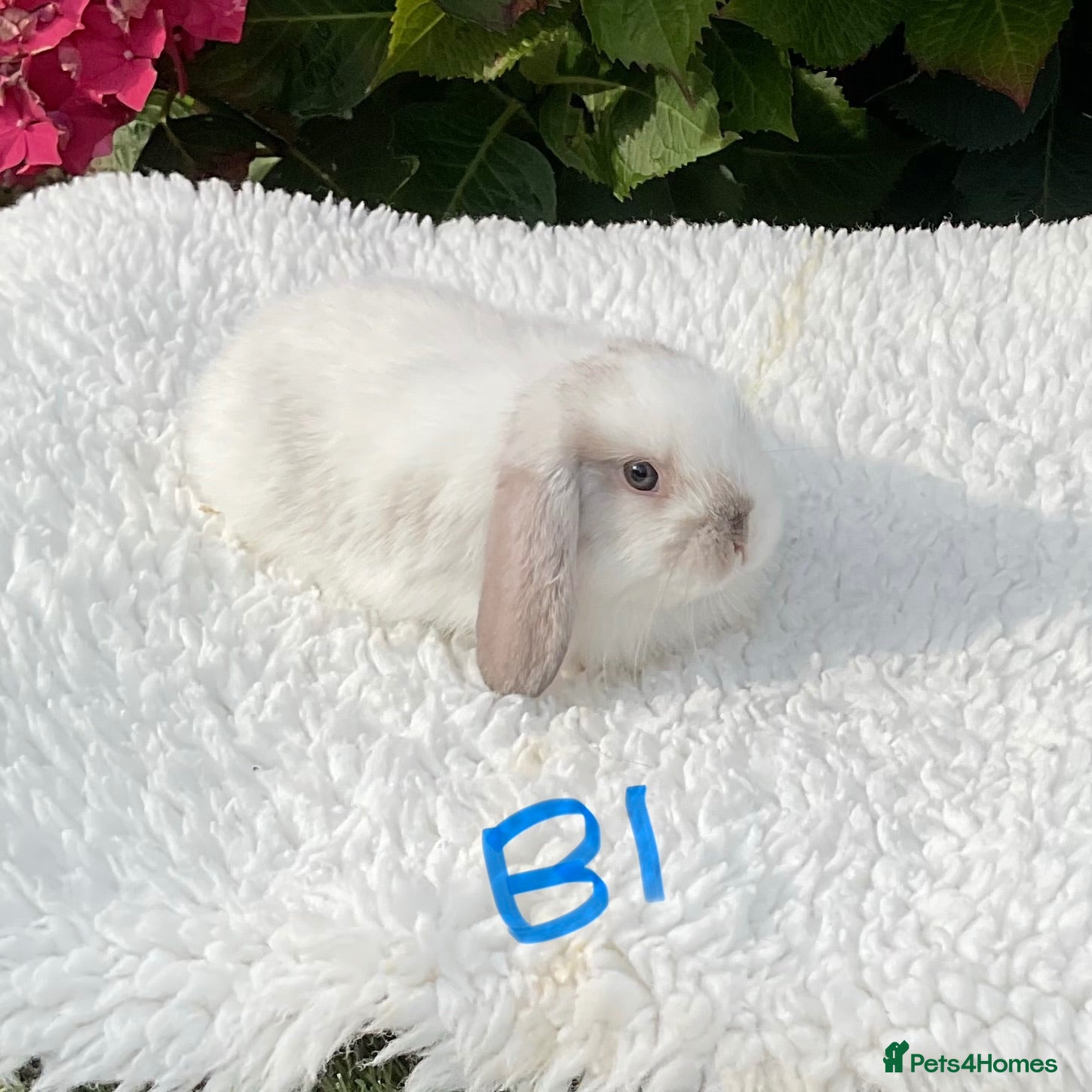 Mini Lop rabbits Pure bred mini lops baby rabbits . - Advert 1