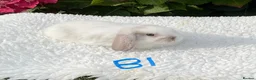 Mini Lop rabbits for sale: Pure bred mini lops baby rabbits . - Advert 1