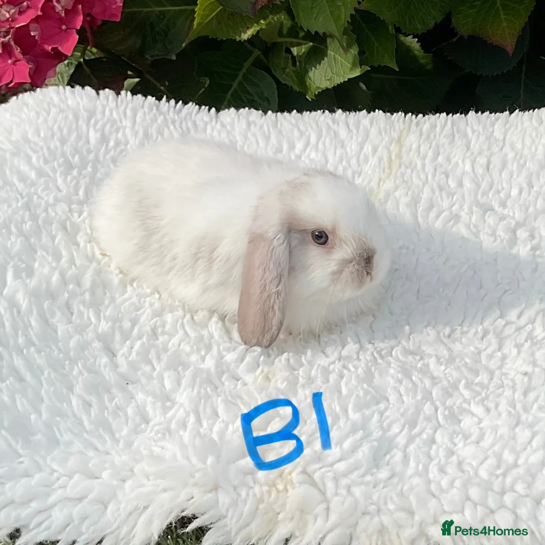 Mini Lop rabbits for sale: Pure bred mini lops baby rabbits . - Advert 1