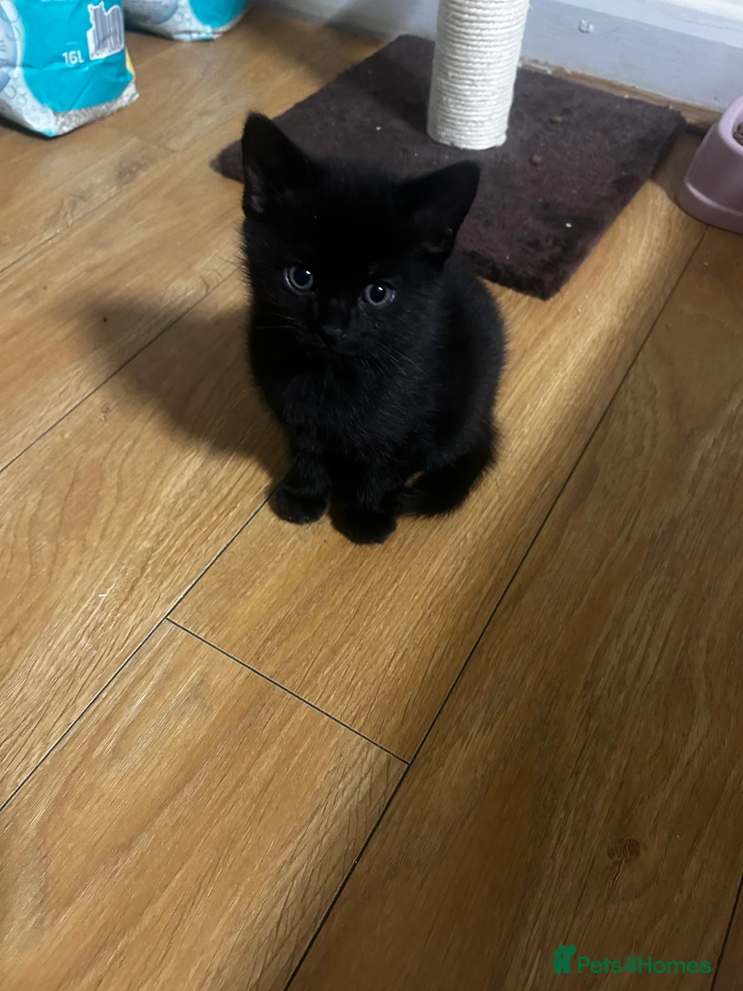 Mixed Breed cats for sale: 2 beautiful kittens for sale £120 each  - Advert 8