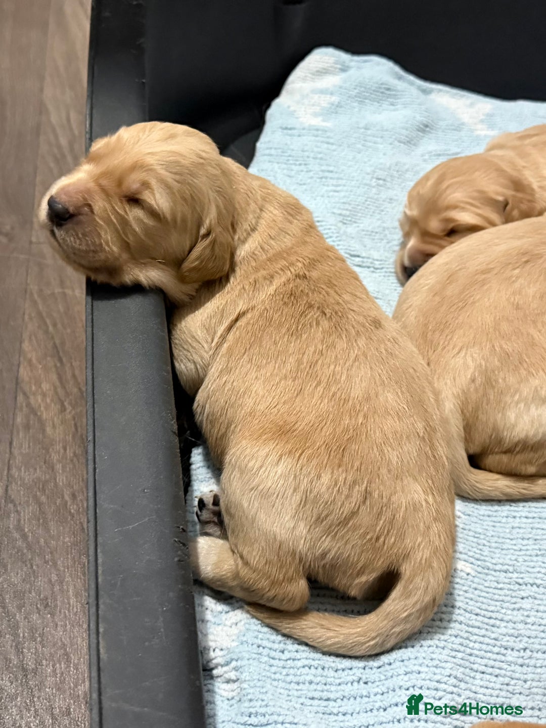 Golden Retriever dogs for sale: KC Golden Retriever Puppies - The Stranger Gang  - Advert 15