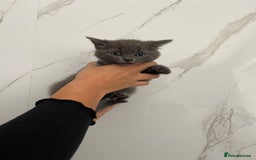 British Shorthair cats for sale: British shorthair  - Image 4