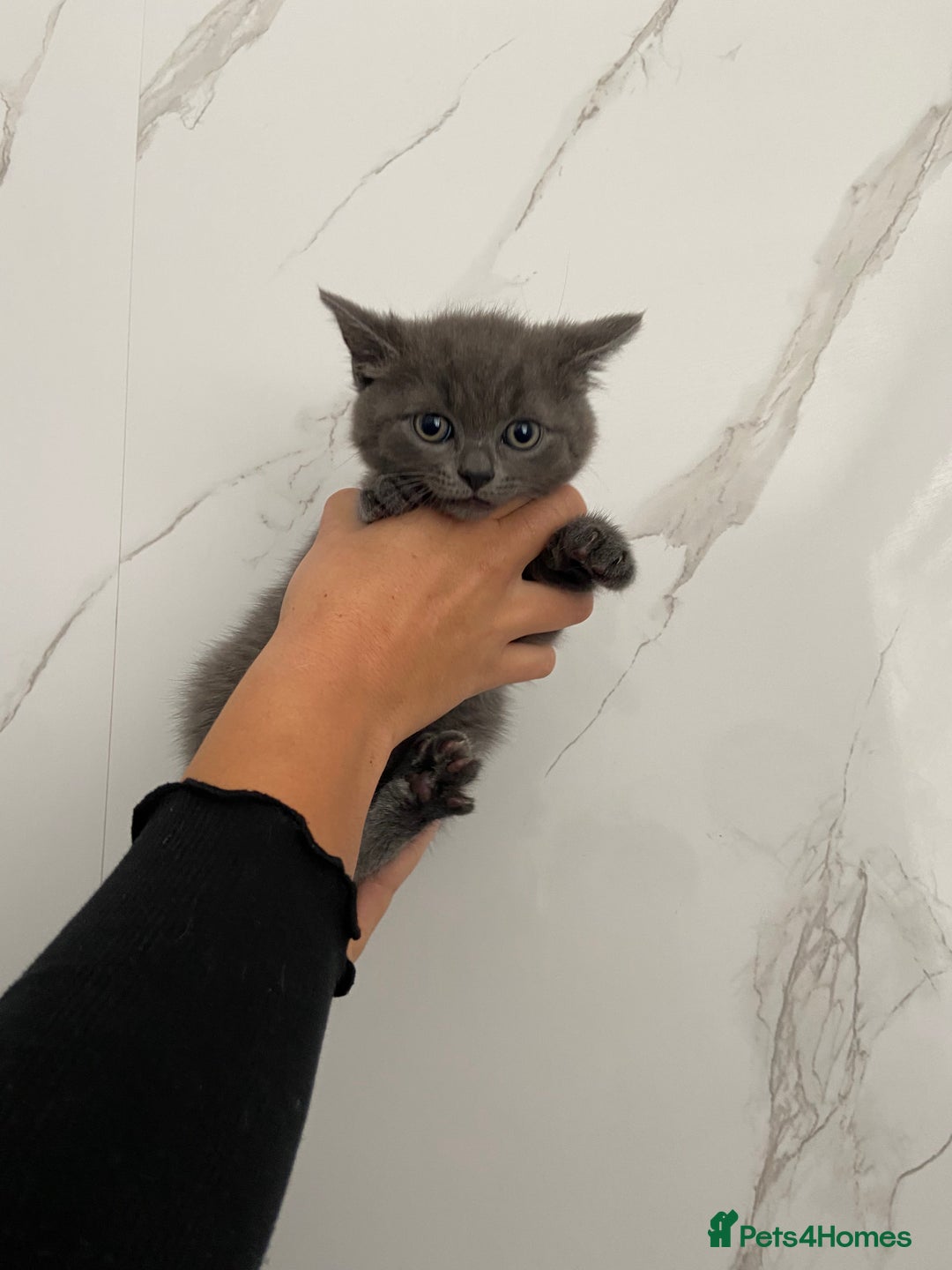 British Shorthair cats for sale: British shorthair  - Image 4