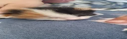 Mixed Breed cats for sale: Kittens for sale mum part ragdoll - Advert 3