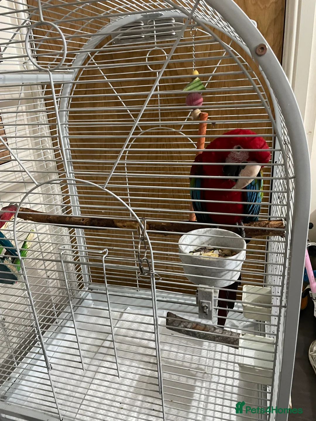 Macaws birds for sale: Hand tame green wing macaw  - Advert 3