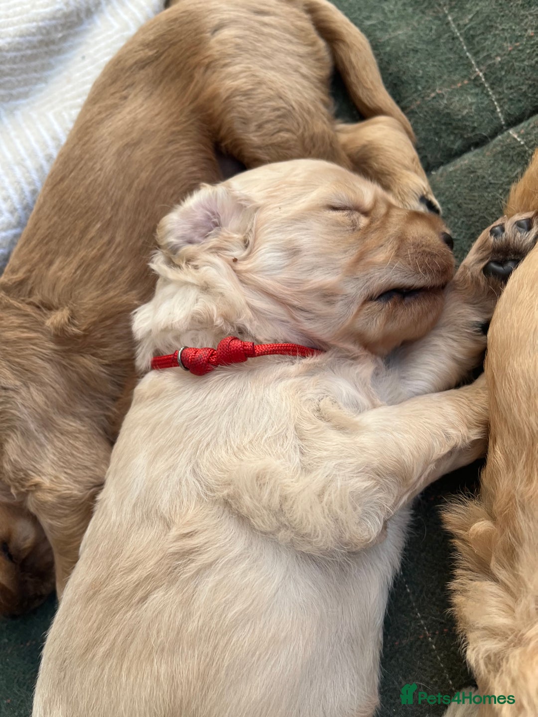 Mixed Breed dogs for sale: Multi generational goldendoodle puppies - Image 27
