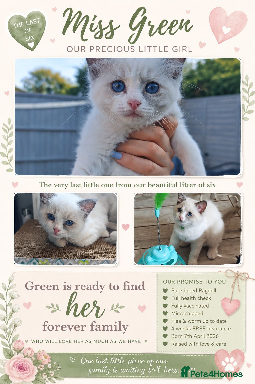 Ragdoll cats 3 pure ragdoll kittens remaining. Update 8/7/26 - Advert 10