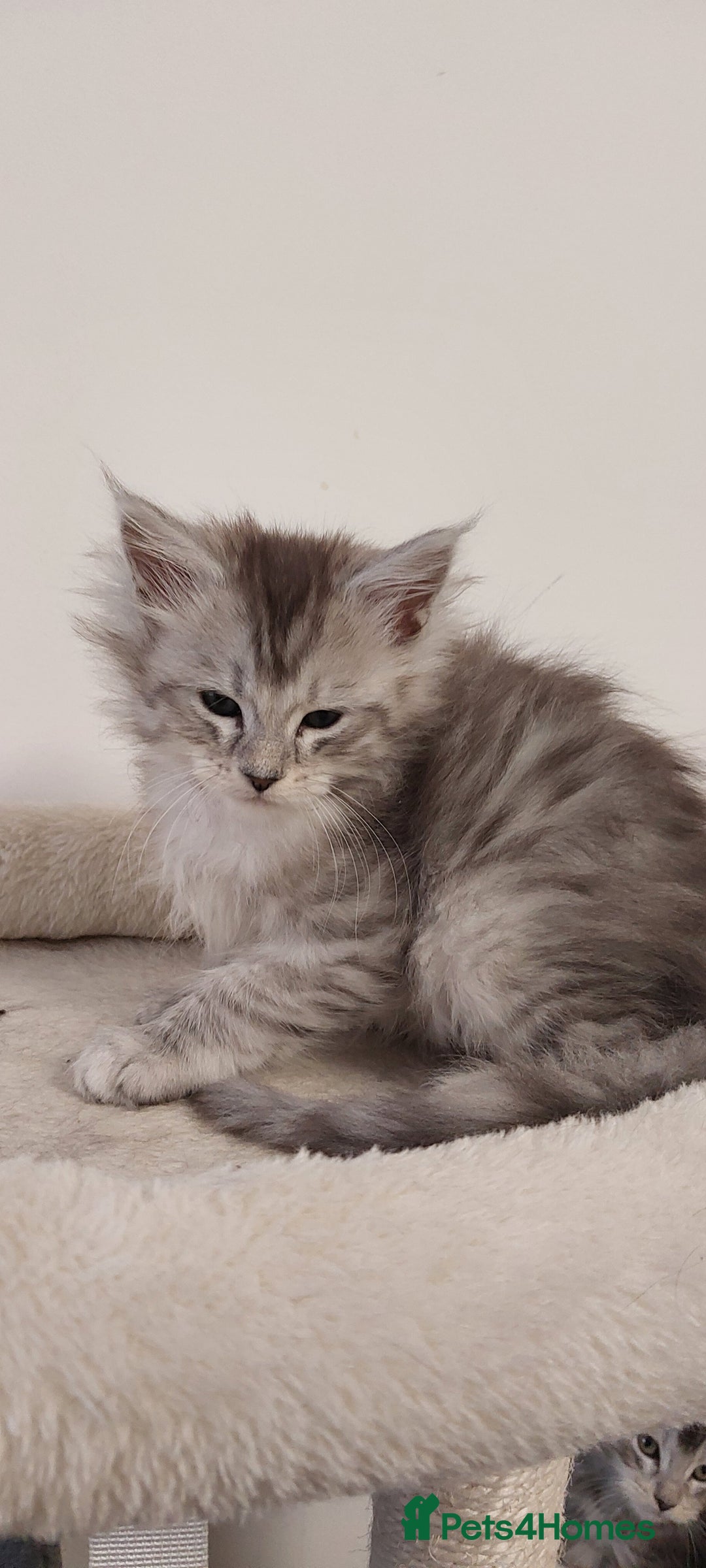 Maine Coon cats for sale: 🐈🐈🐈7 Amazing Maine coons🐈🐈🐈 - Advert 25