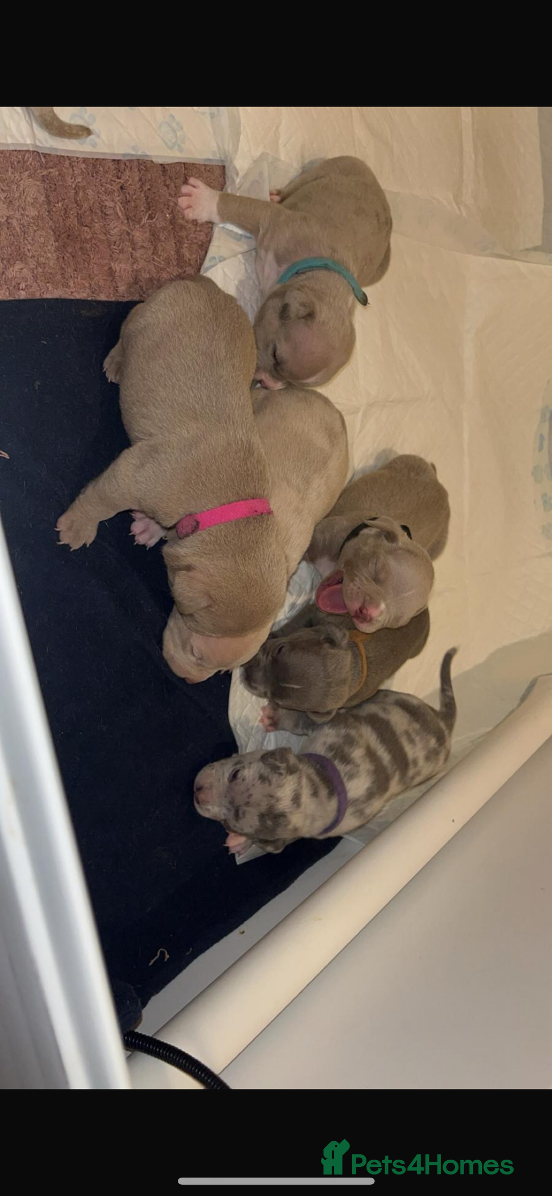 American Bull Staffy dogs for sale: 10 pocket bully - Image 6