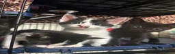 Mixed Breed cats for sale: Kittens - Advert 3