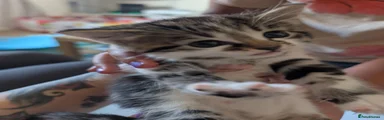 Domestic Shorthair Kitten 1