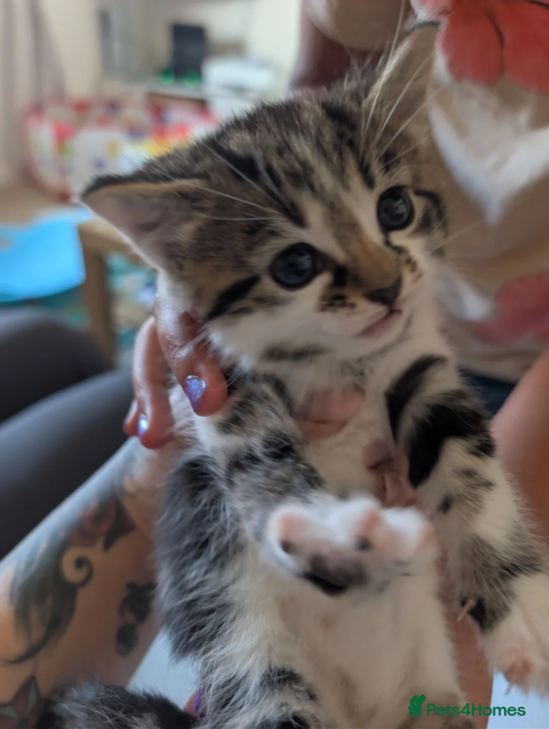 Domestic Shorthair cats for sale: Beautiful kittens  in Kettering - Advert 5
