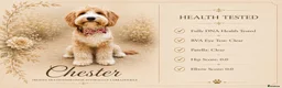 Cockapoo dogs for sale: F1 Cockapoo x Australian Labradoodle Pups - Advert 8