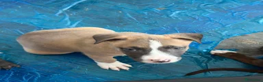 Mixed Breed 3