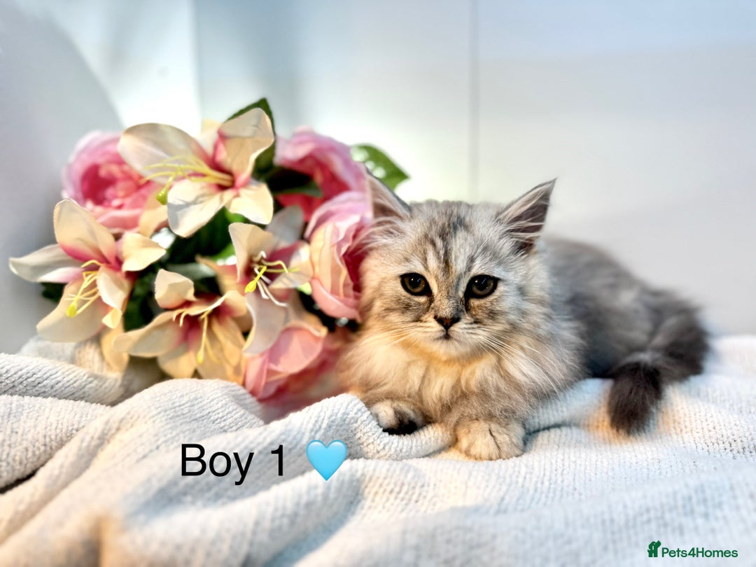 Persian cats for sale: Persian kittens - Image 5