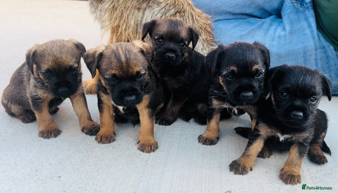 Border Terrier dogs for sale: Border Terrier puppies - Image 9