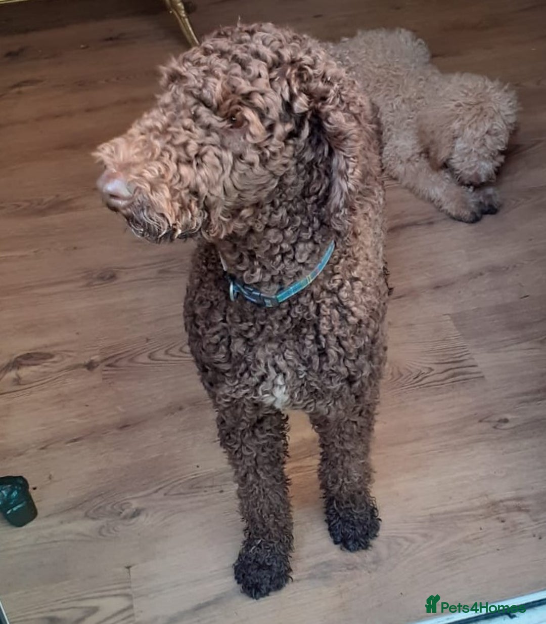 Labradoodle dogs for stud: PROVEN Healthy Labradoodle STUD - HYPOALLERGENIC   - Advert 8