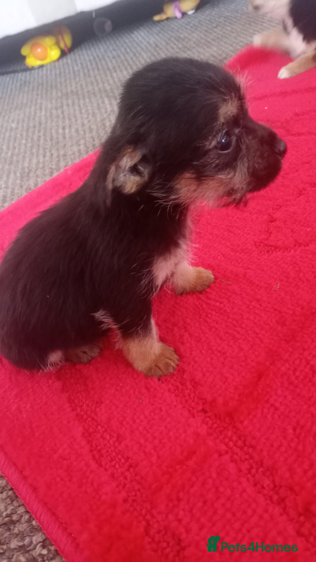 Mixed Breed dogs for sale: Jack Russell puppies  - Advert 16
