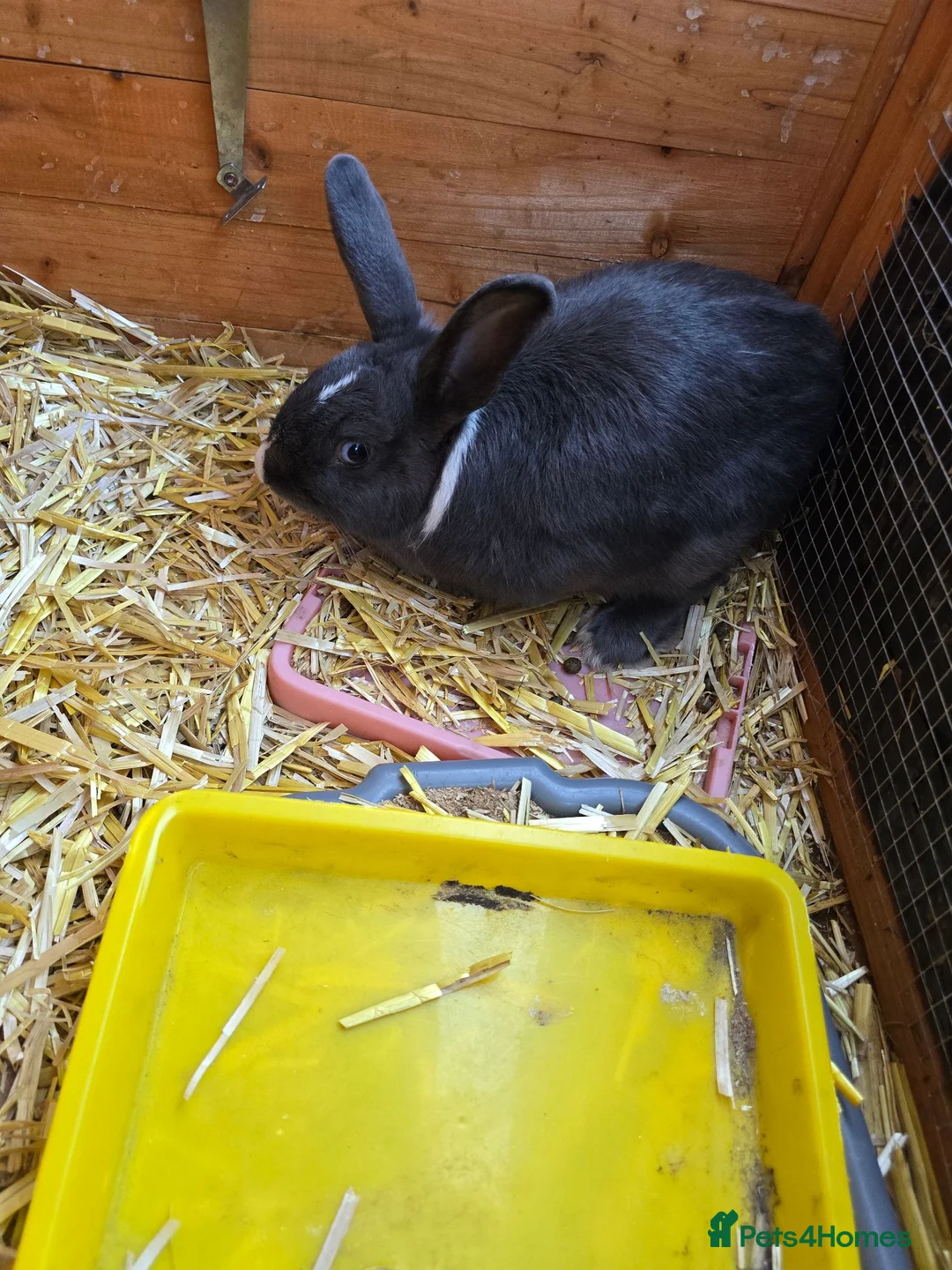 Mixed Breed rabbits for sale: Neutered Mixed Breed Rabbit 1 Year Old - Advert 7