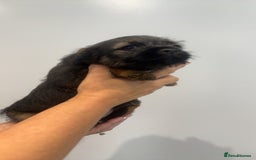 Border Terrier dogs for sale: Stunning litter of 4 boarder terrier puppies - Image 5