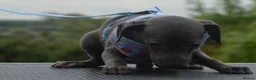 Italian Greyhound dogs for sale: Kc registered Italian greyhound pups  - Advert 4