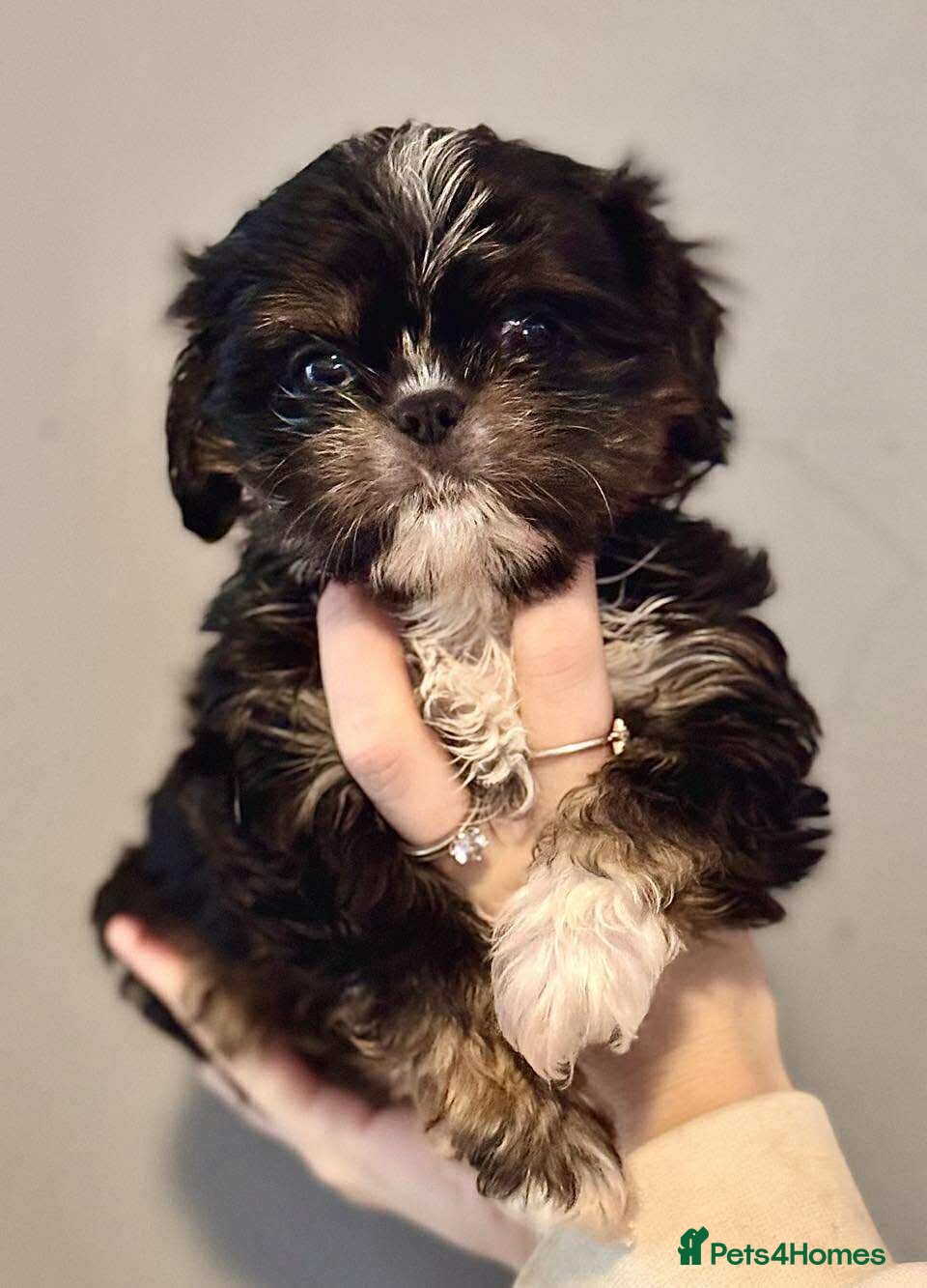 Cava Tzu dogs Absolutely amazing bundle of cuteness cava - shih - Advert 1