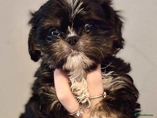 Cava Tzu dogs Absolutely amazing bundle of cuteness cava - shih - Advert 1