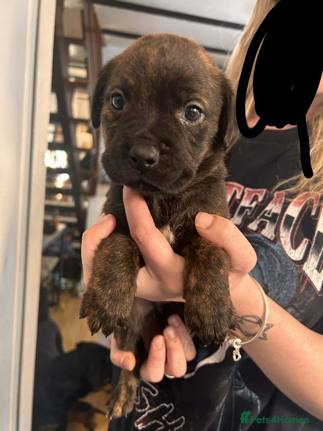 Mixed Breed dogs for sale: Beautiful Rottweiler x bullmastiff puppies - Advert 4