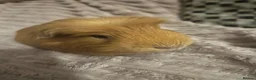 Guinea Pig rodents for sale: Guinea Pig - Advert 6