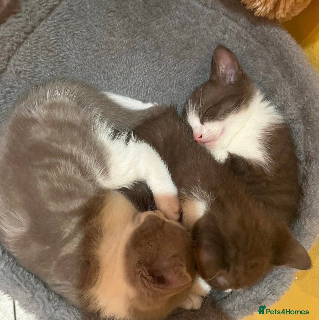 British Shorthair cats for sale: Exceptional kittens, unusual markings - Advert 8