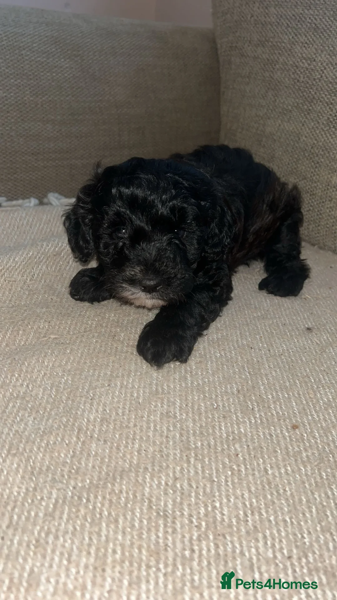 Maltipoo dogs for sale: Stunning Maltipoos 😍😍 - Advert 12