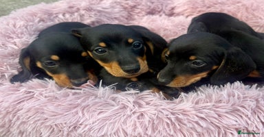 Miniature Dachshund dogs - Advert 13